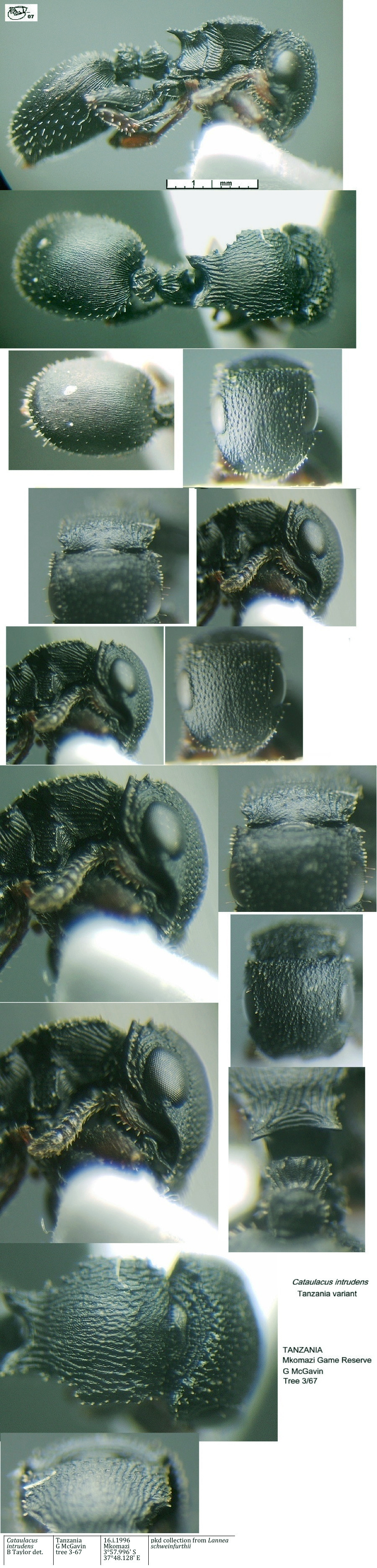 {Cataulacus intrudens Tanzania variant}