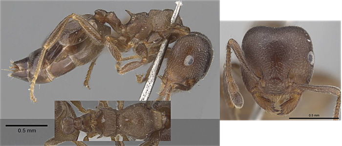 Crematogaster sjostedti minor