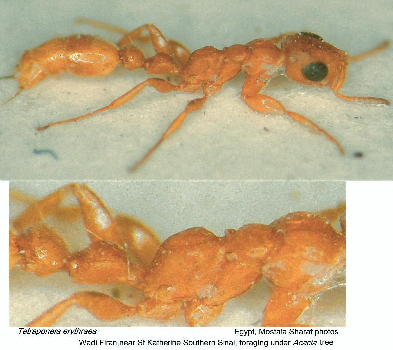 {Tetraponera erythraea}